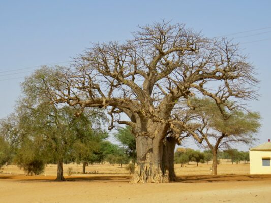 Article : Les baobabs et les enfants que nous étions